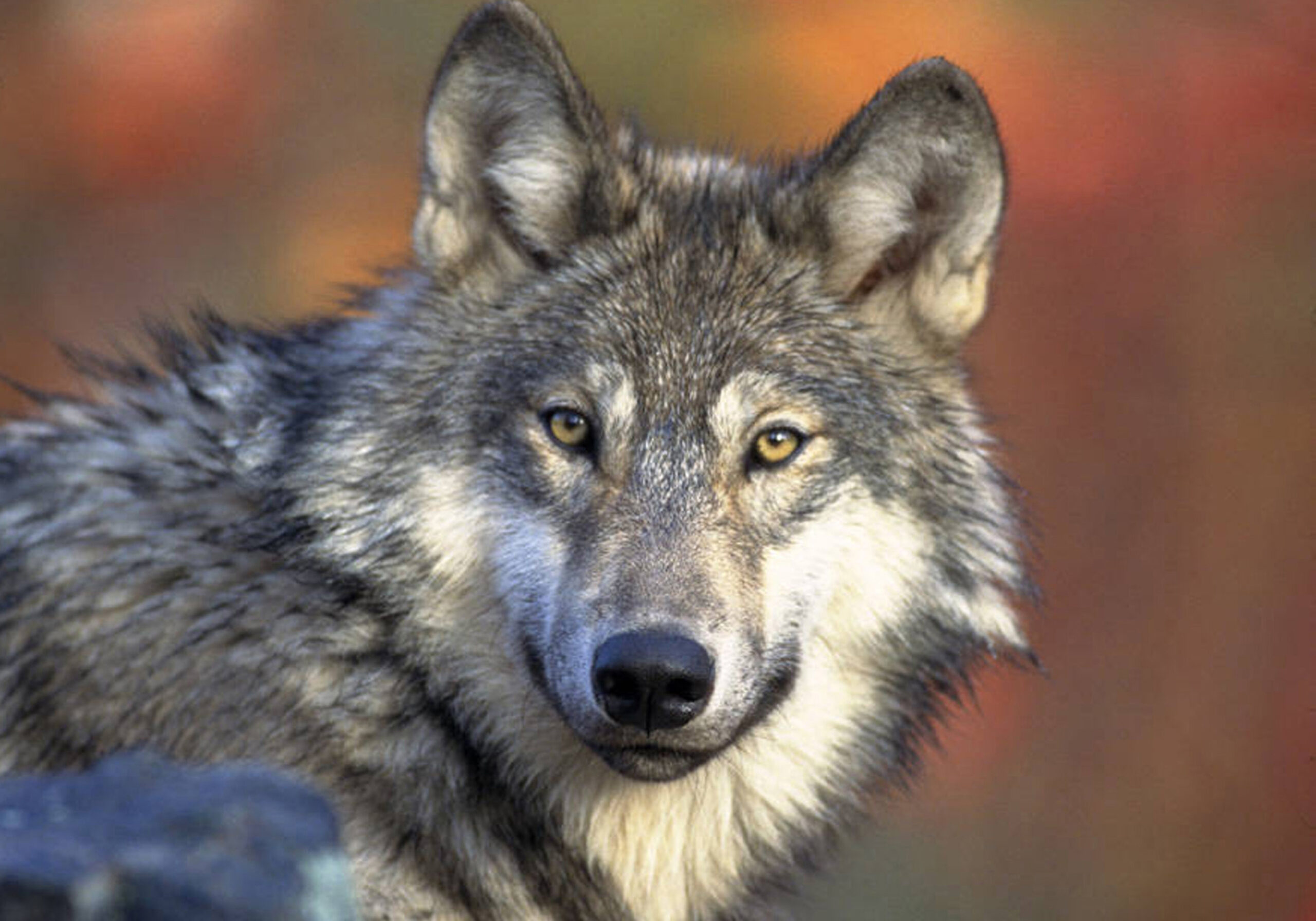 Congressman Duffy Pushes To Delist Gray Wolf From Endangered Species List