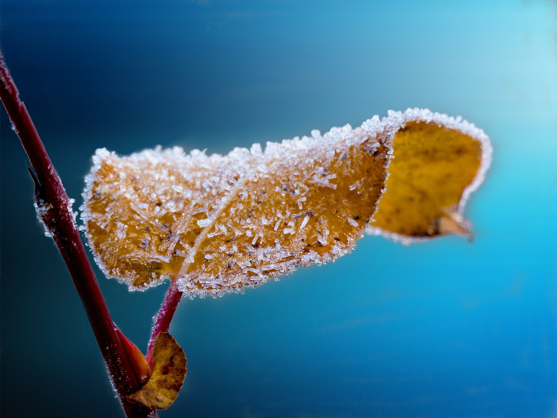 fall leaf with frost