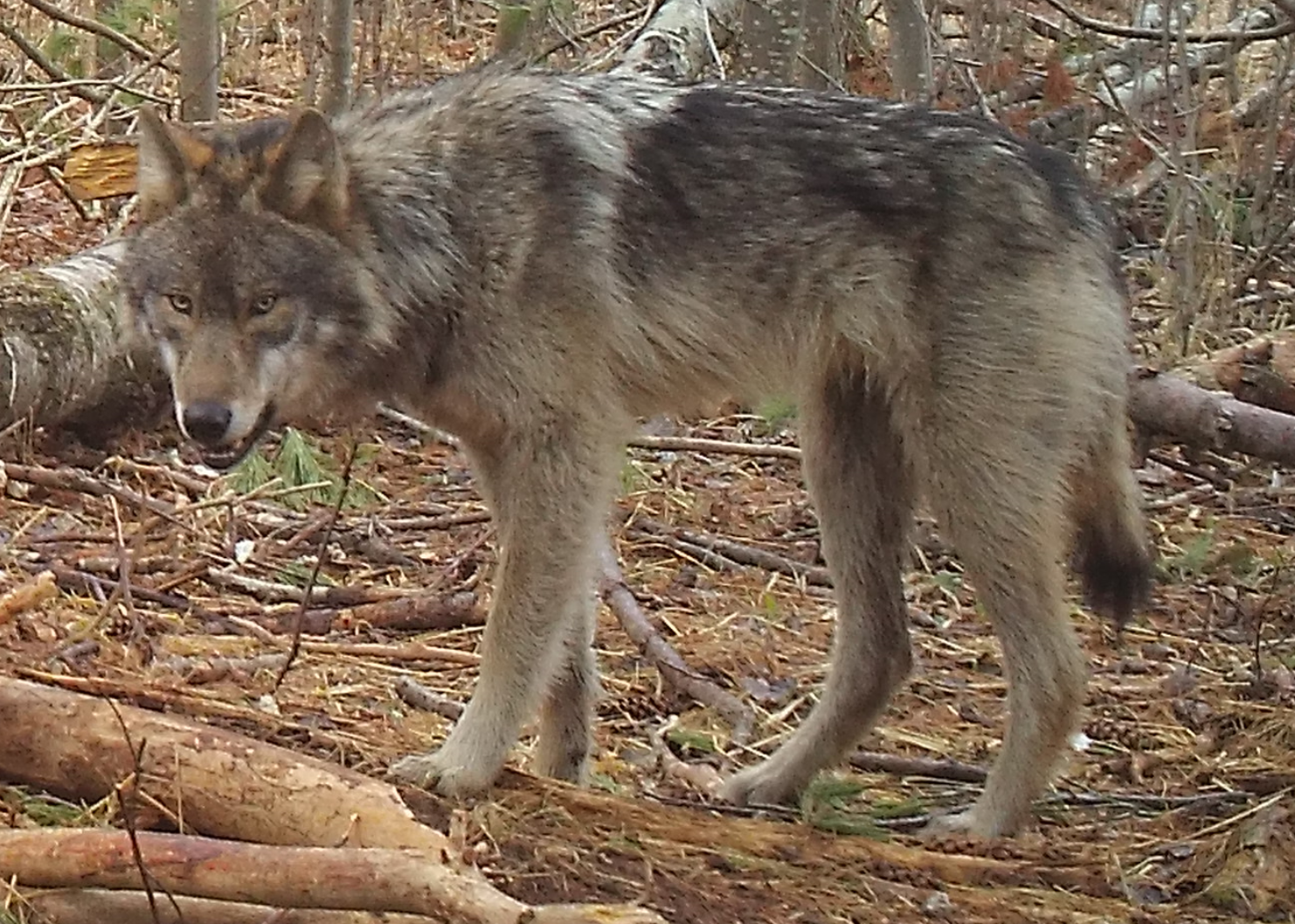Red Cliff Tribe To Trap, Collar Wolves This Fall