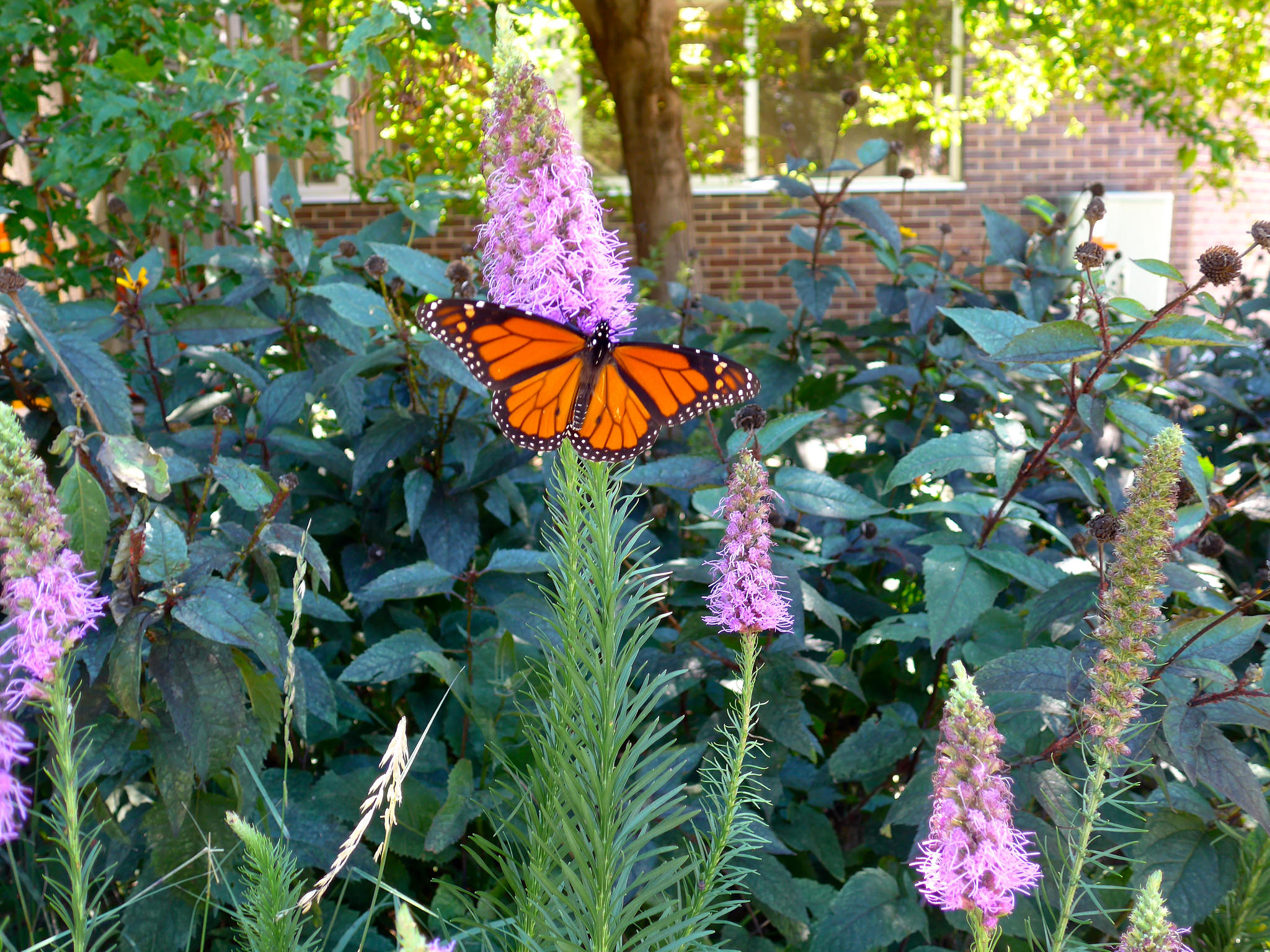 Monarch butterfly in prairie garden