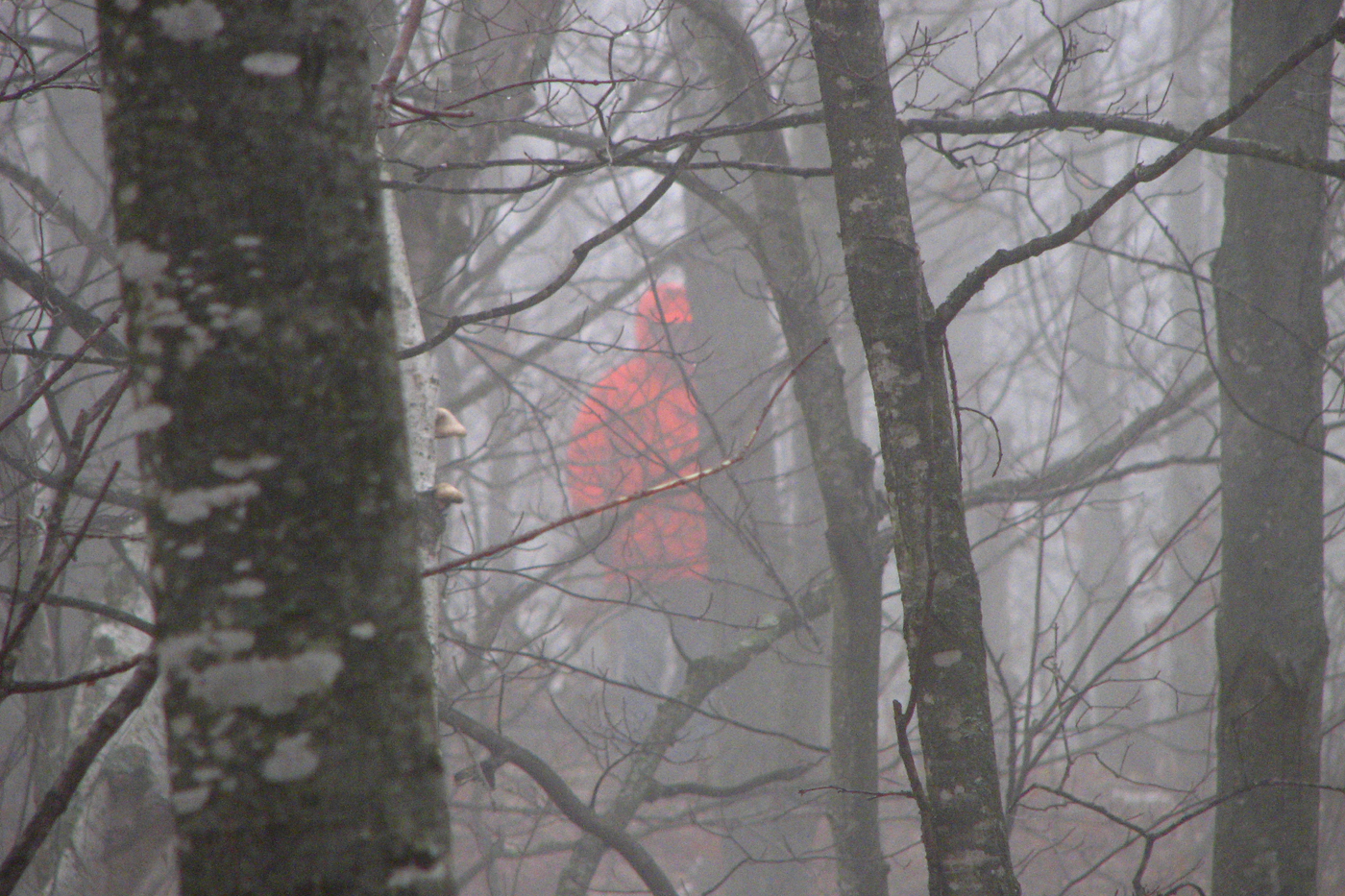 hunter in a foggy woods