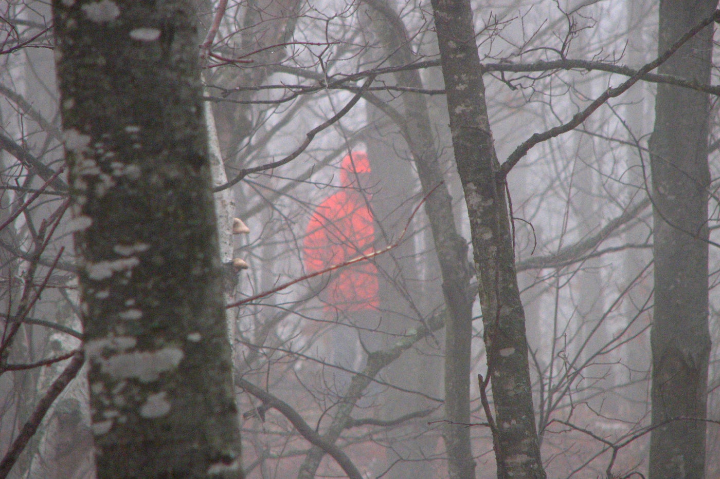 hunter in a foggy woods