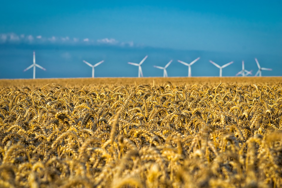 A field of wheat with wind turbines in the distance