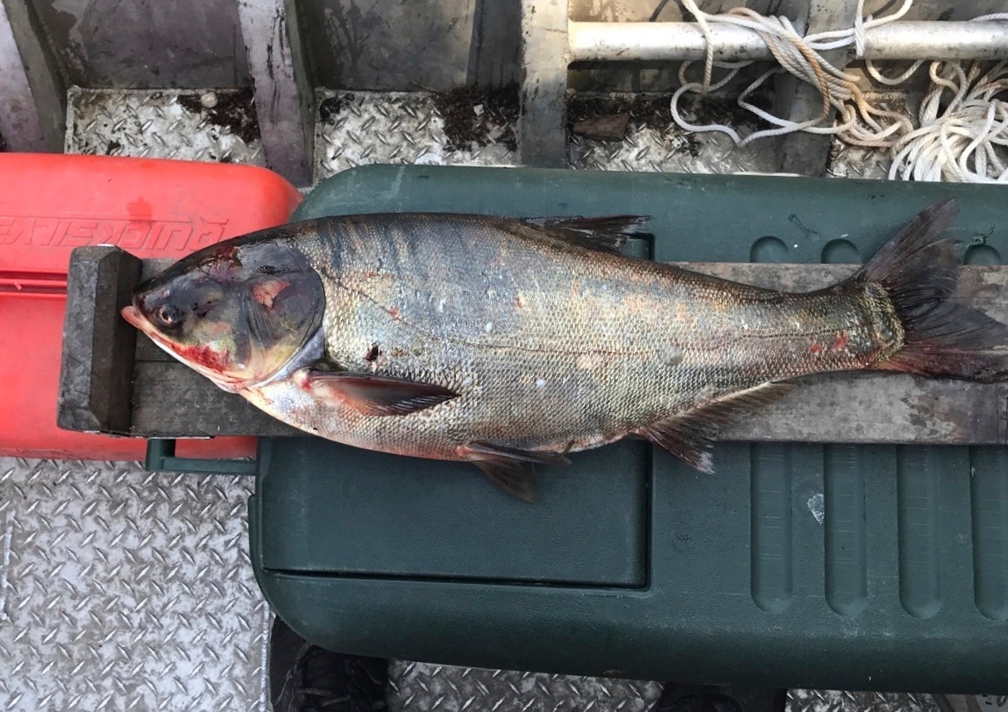 silver carp