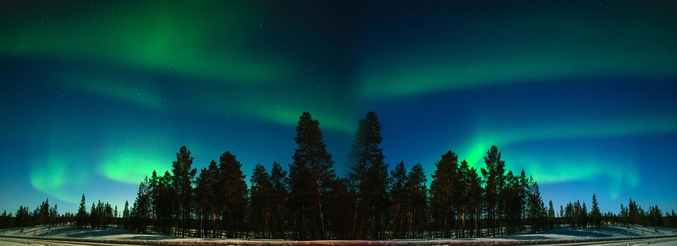 The Northern Lights over a forest of pine trees