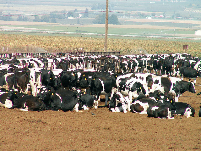 CAFO, Socially Responsible Agricultural Project (CC-BY-NC-ND)