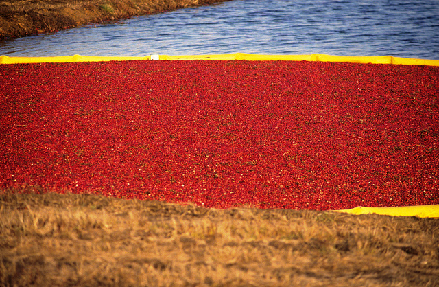 cranberry bog