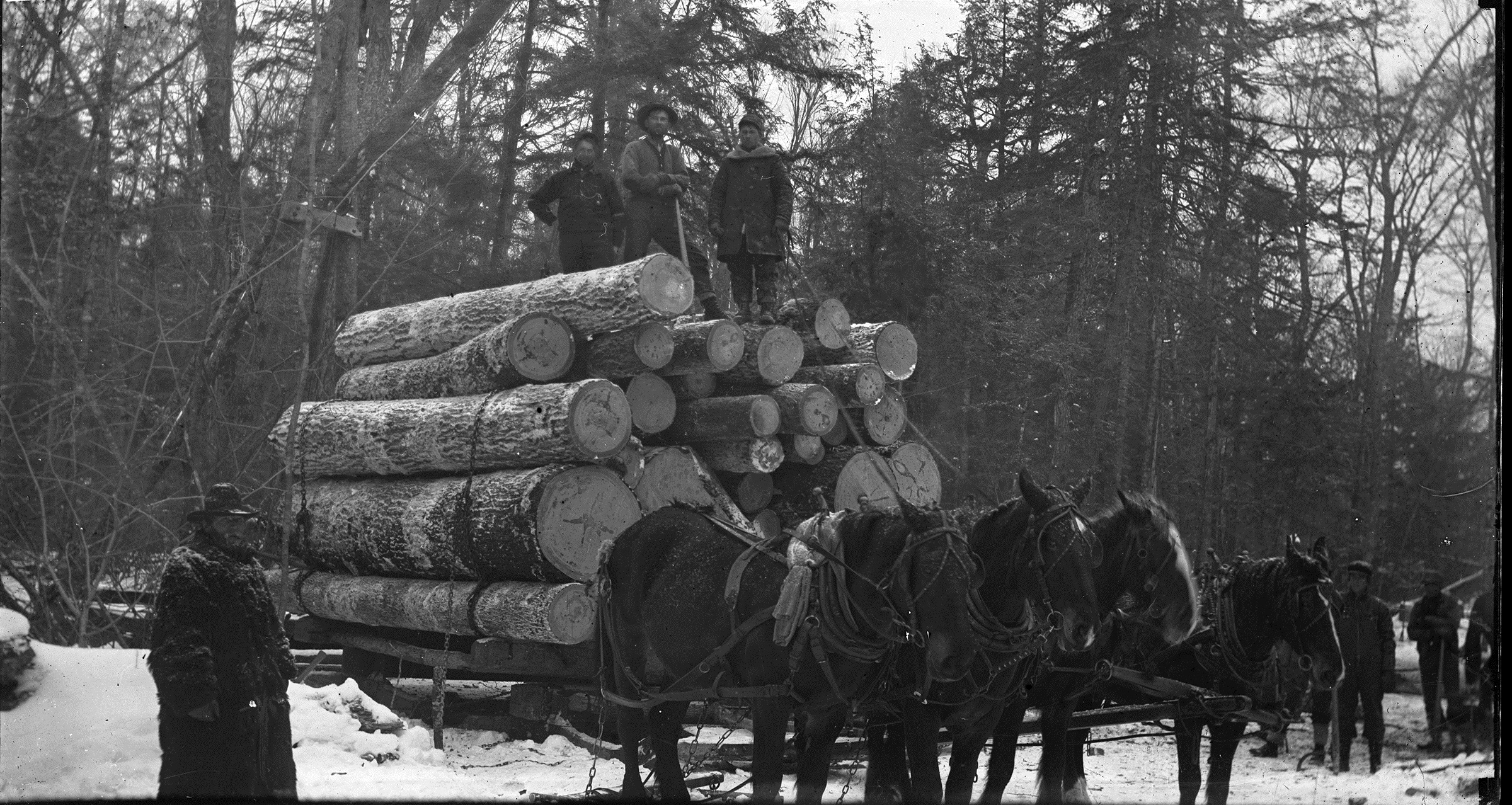 Horses dragging logs out of the forest