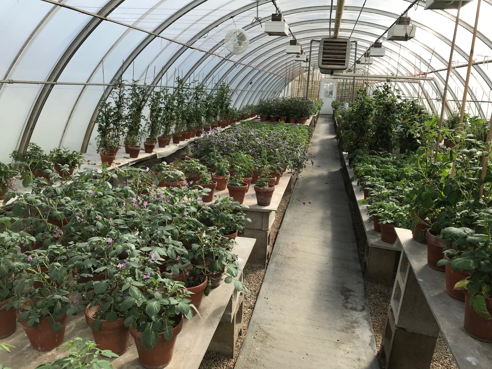 Potato plants growing