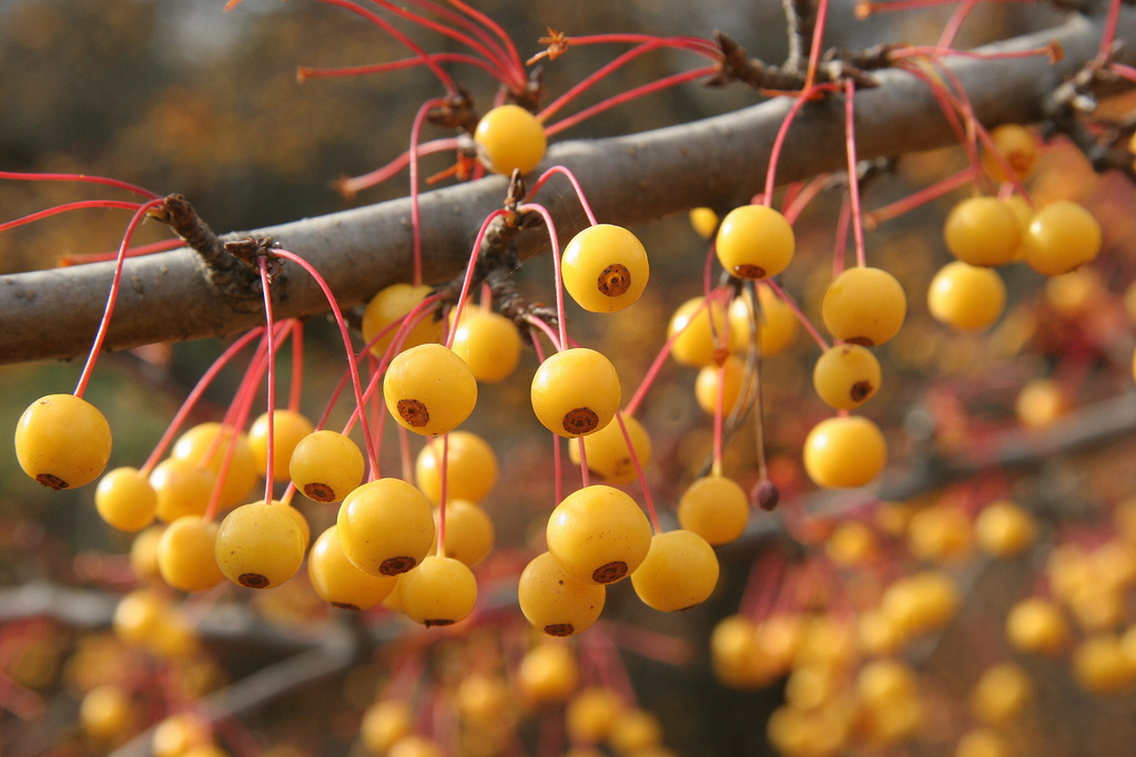 berries of Malus - Golden Raindrops