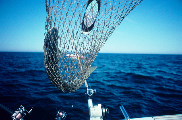 Lake trout in net.