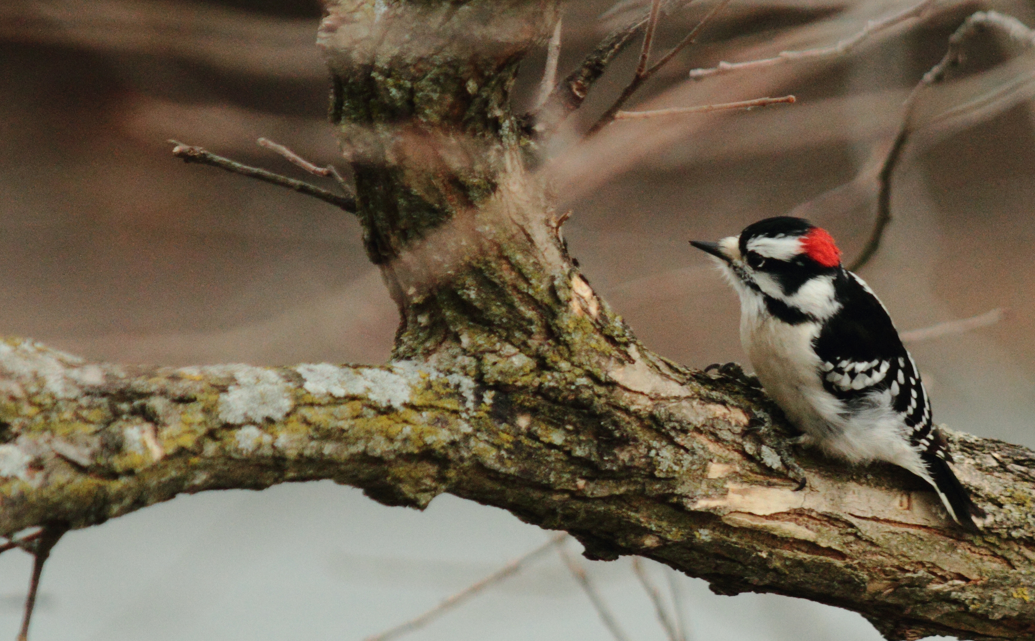 Woodpecker on branch