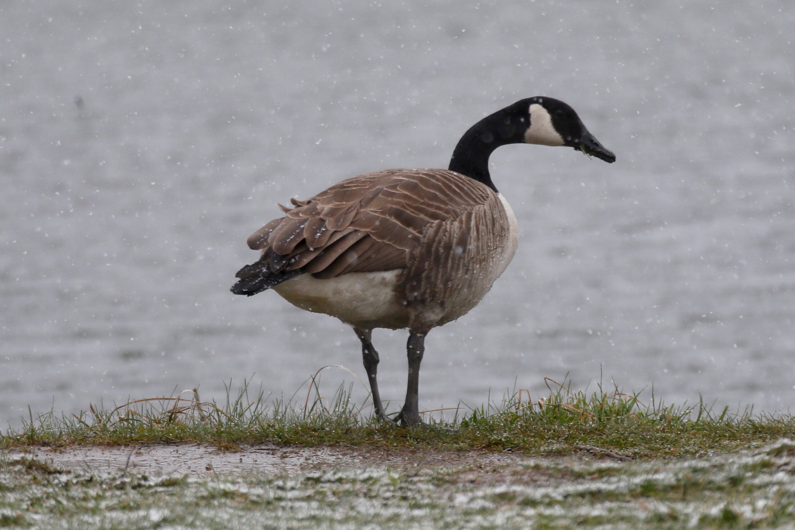 Canada goose