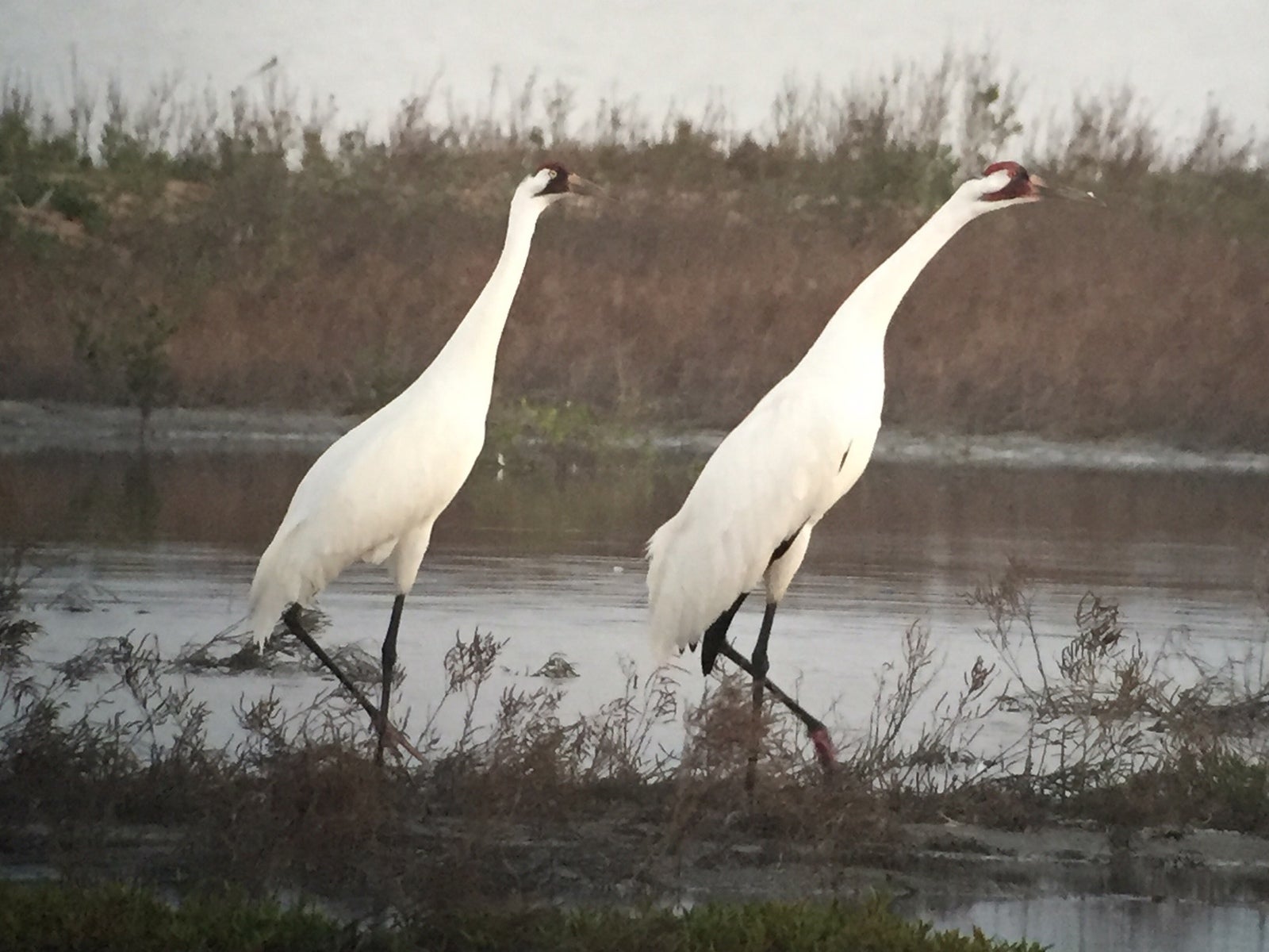 whooping cranes