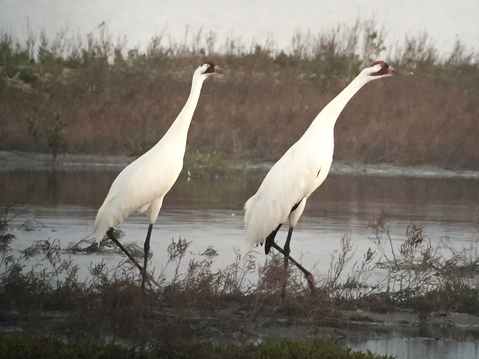 International Crane Foundation, Whooping Cranes Face Challenges From Hurricane Harvey