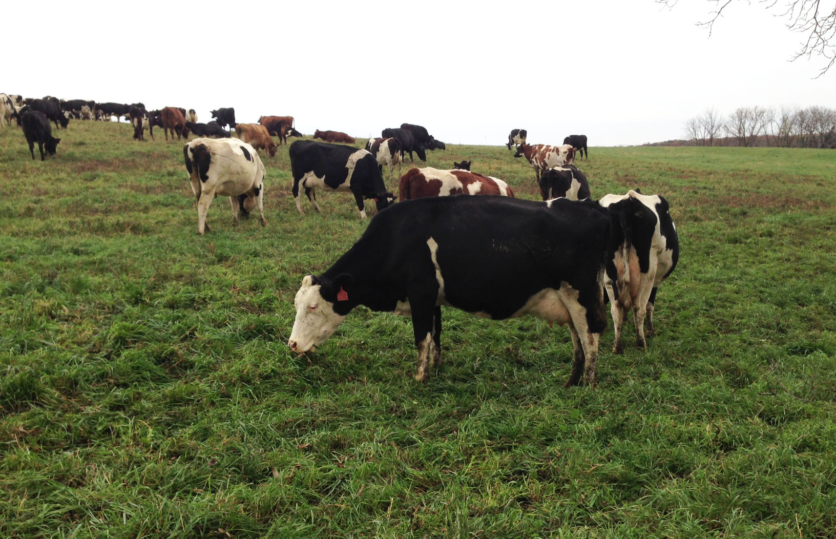 cows at Grass Dairy and Uplands Cheese