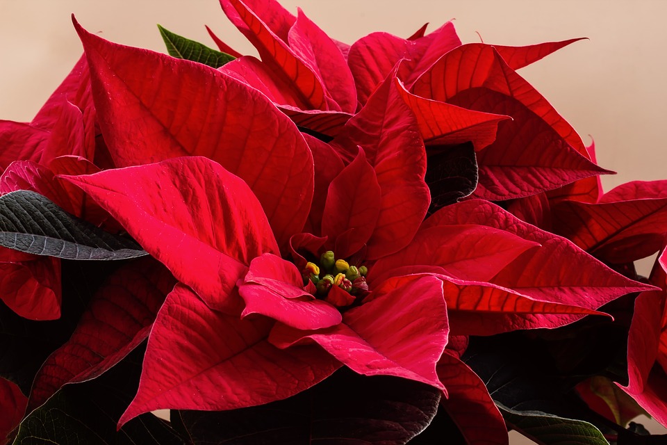 A potted poinsettia
