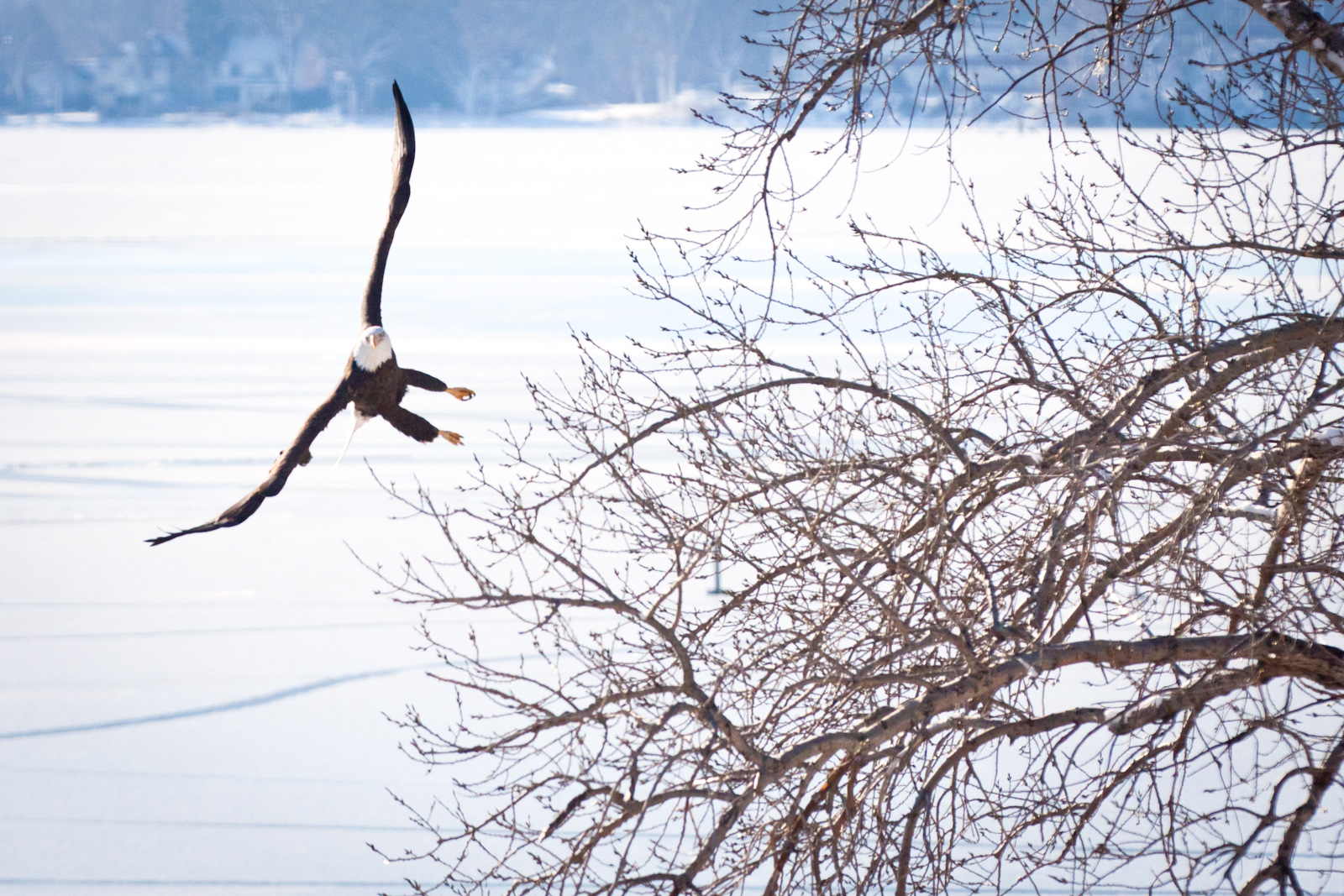 Eagle flying over frozen water