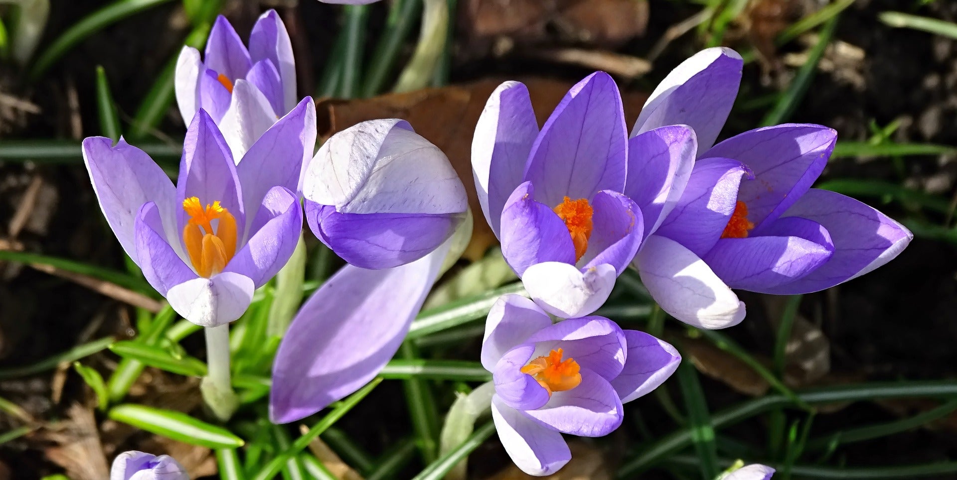 crocus