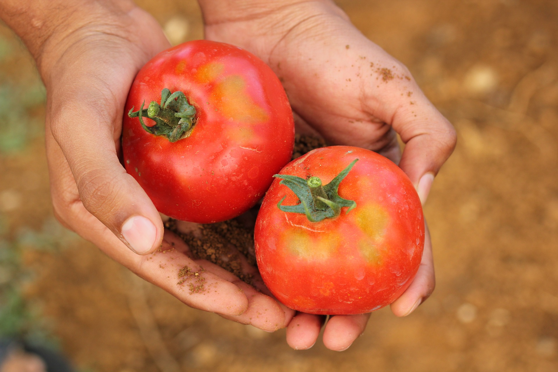 Ripe tomatoes in gardener's hand