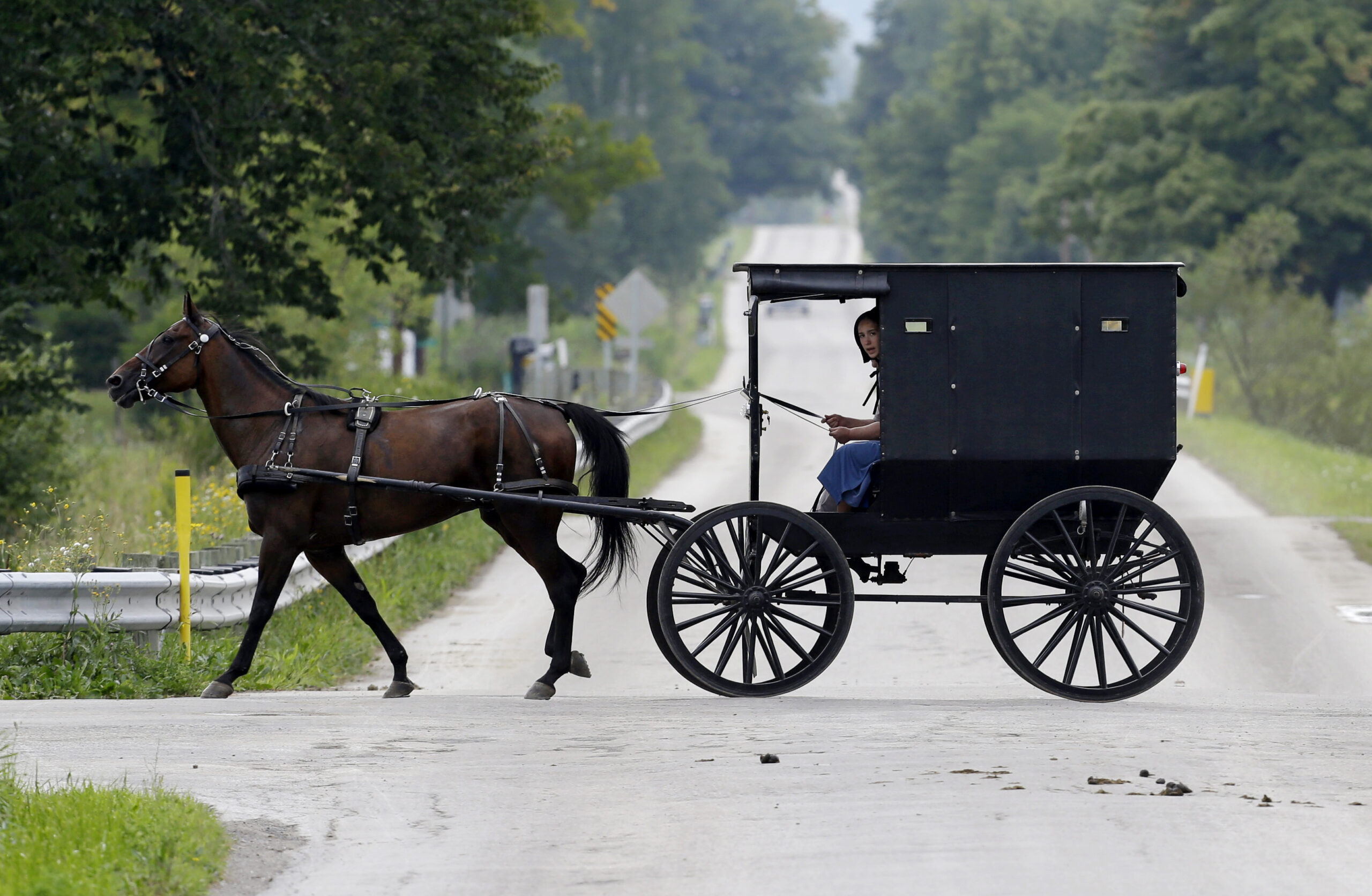 Amish girl in horse buggy