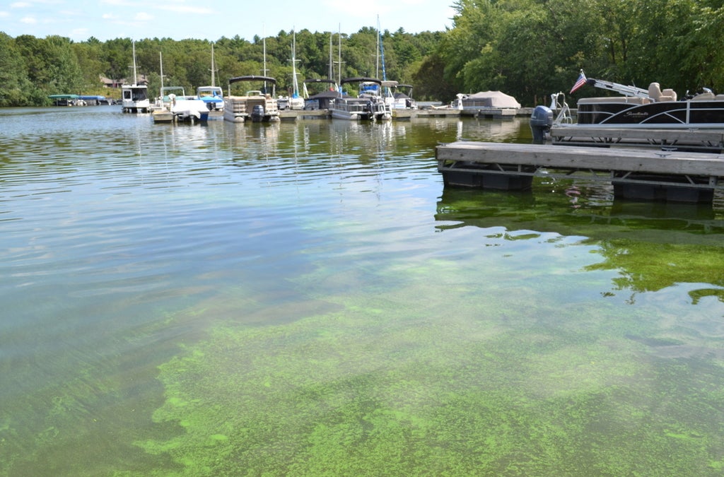 Blue-green algae