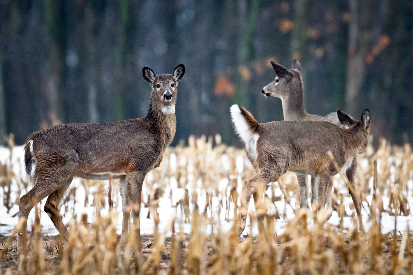 Deer in snowy cornfield