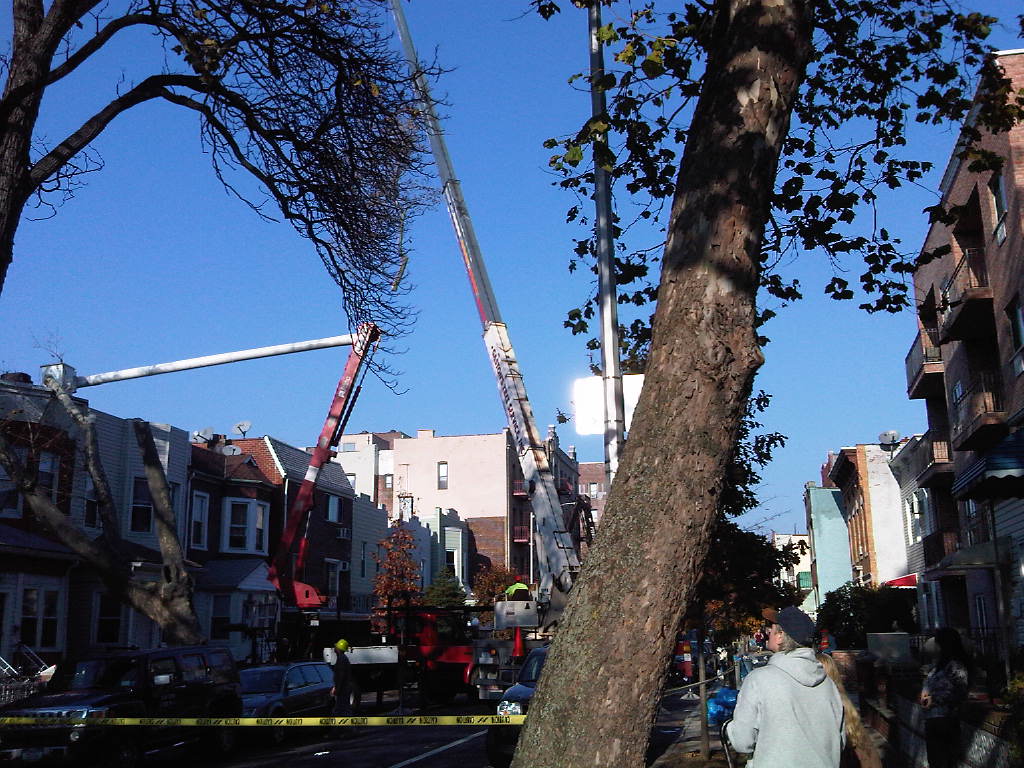 crew taking down tree on city street