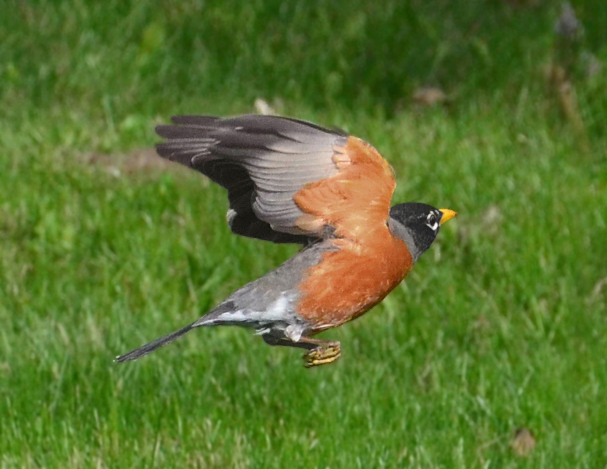 robin in flight