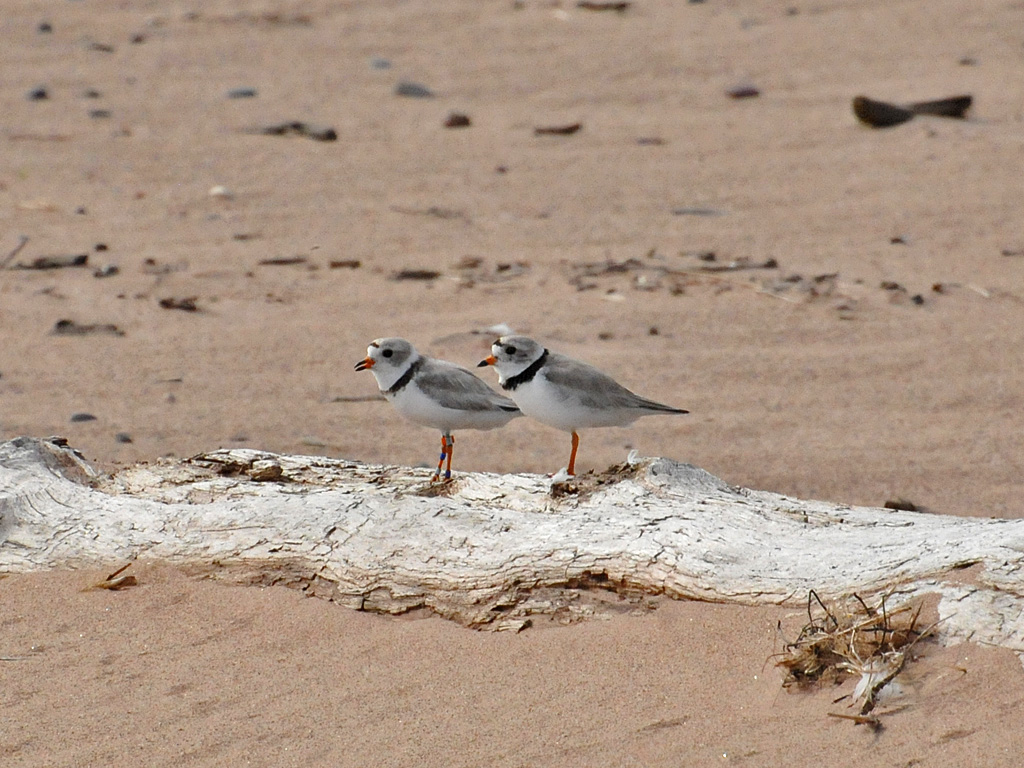Piping plover pair on Wisconsin beach