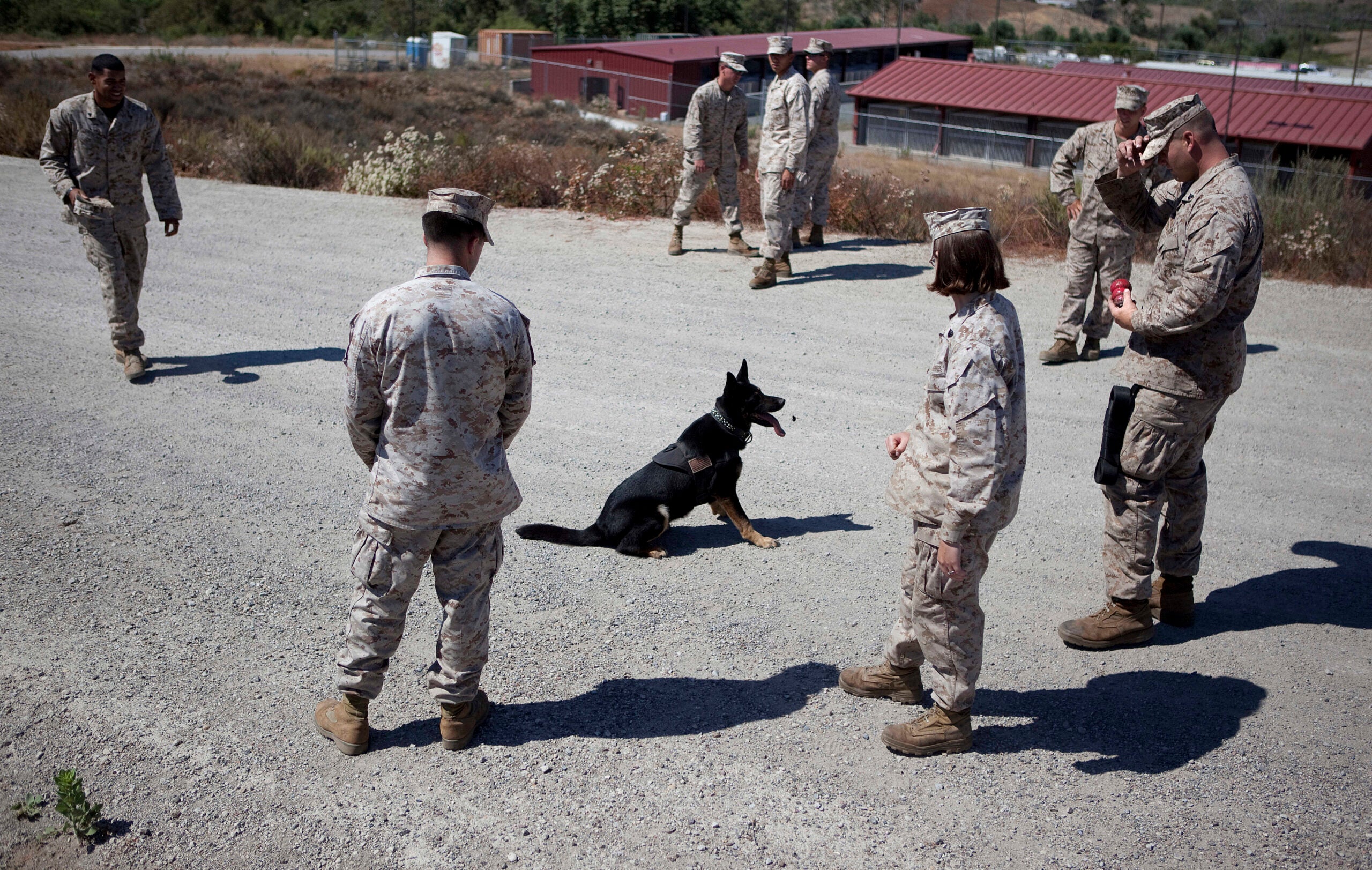 Military Working Dogs Service K9 Marines