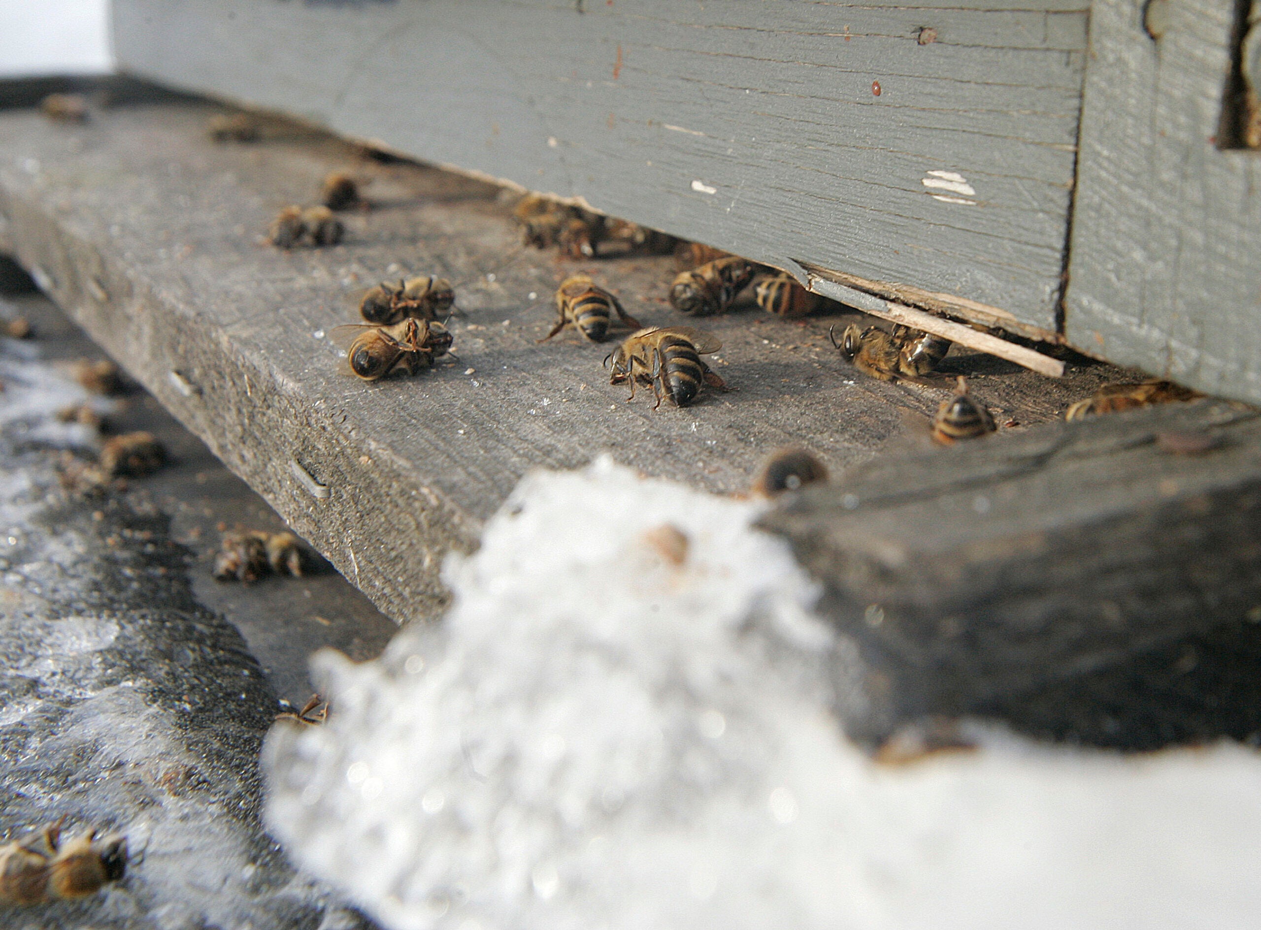 Wisconsin Beekeepers Report Losing High Numbers Of Bees This Winter