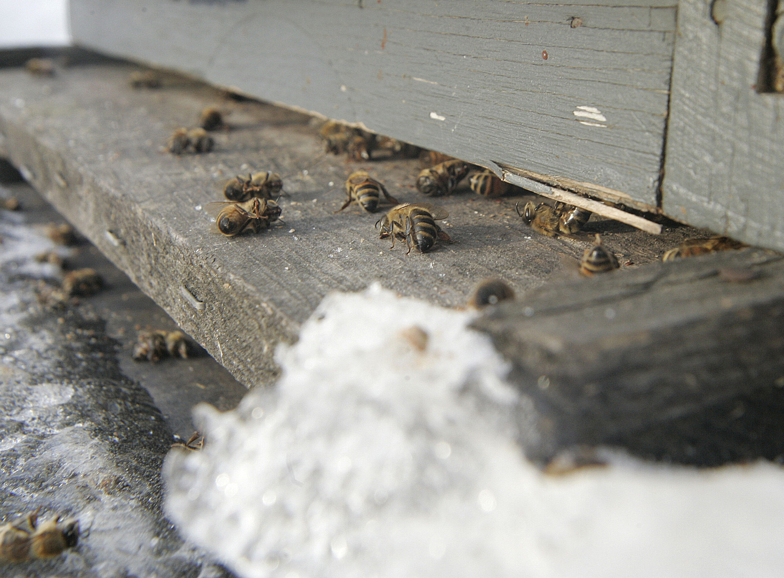 Wisconsin Beekeepers Report Losing High Numbers Of Bees This Winter