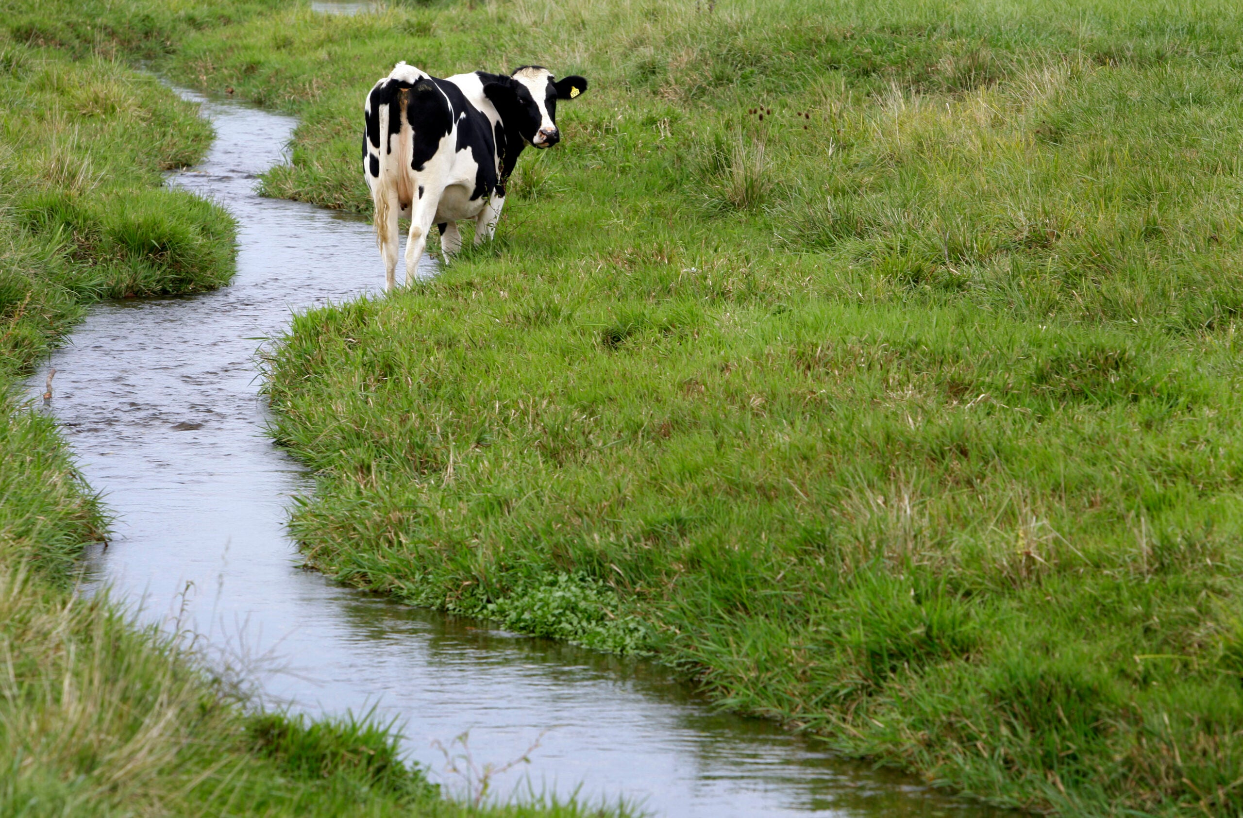 New Study Finds More Omega3s In Milk From GrassFed Cows WPR