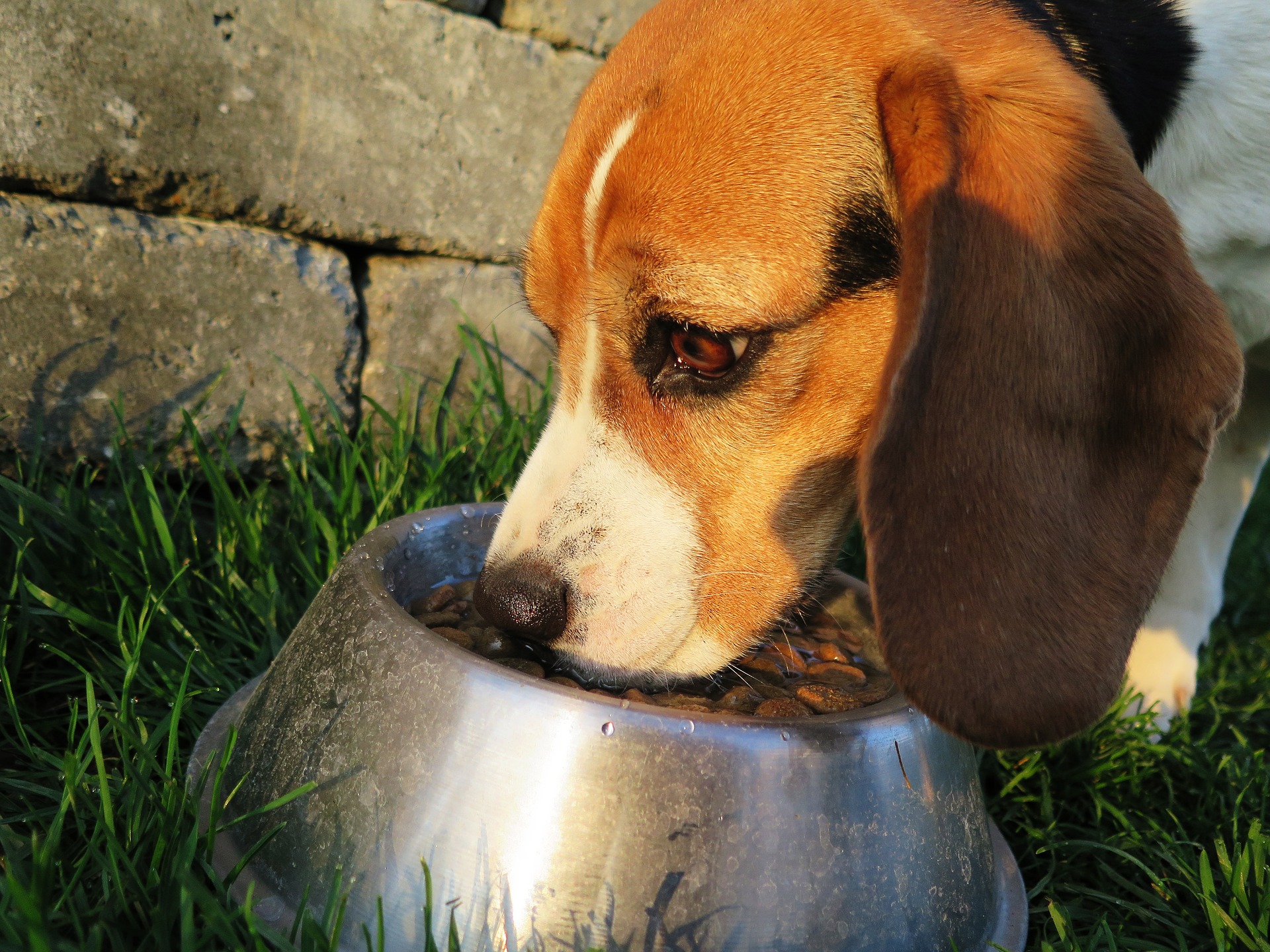 puppy eating from dog bowl