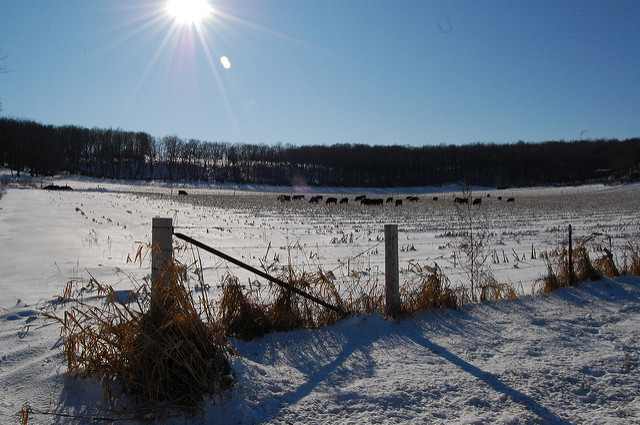 snowy farm field
