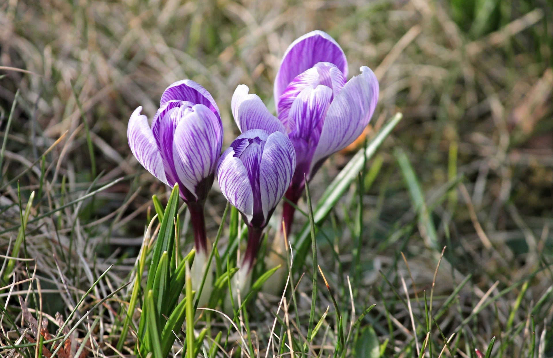 crocus in field