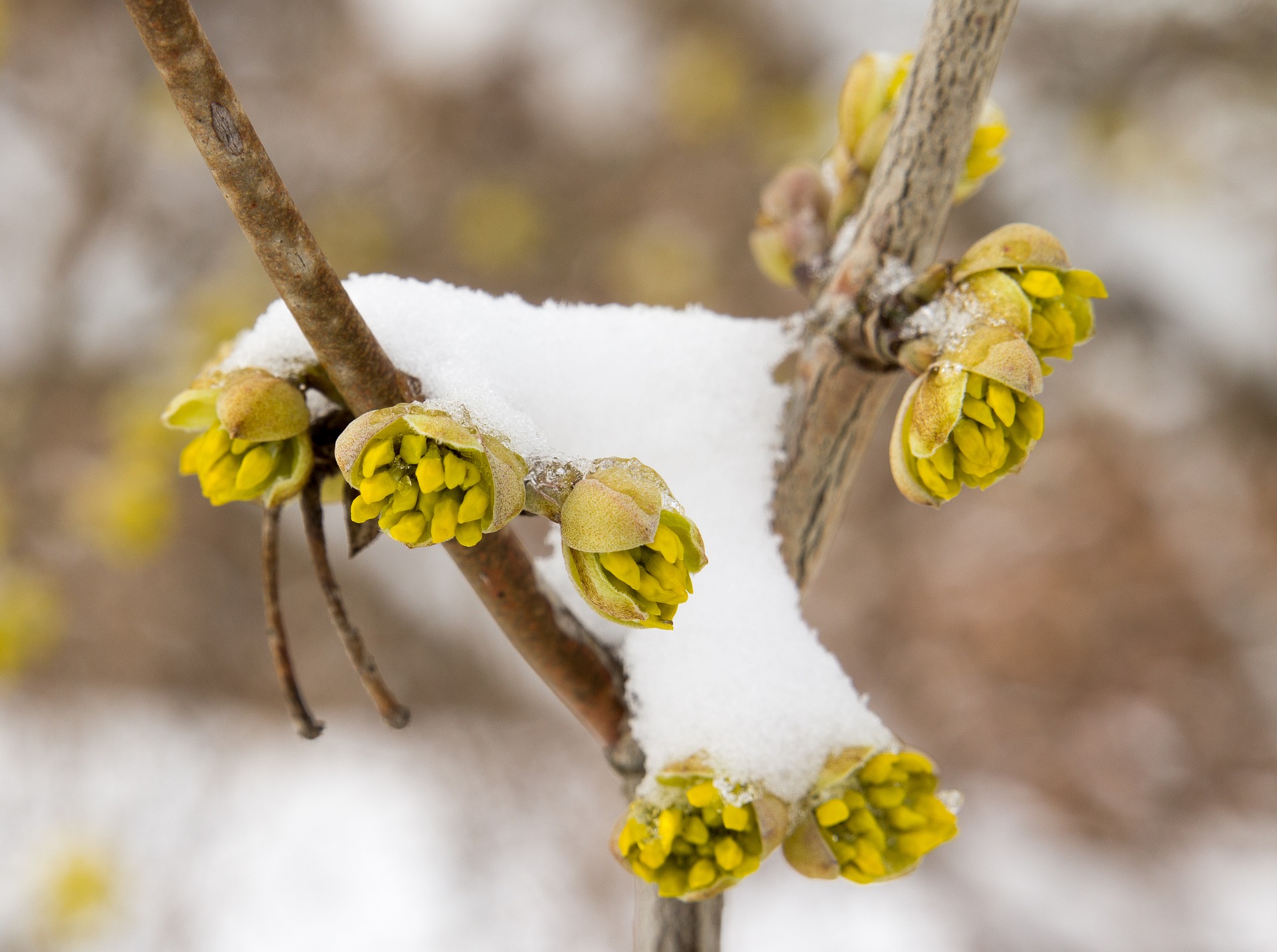 spring buds in snow