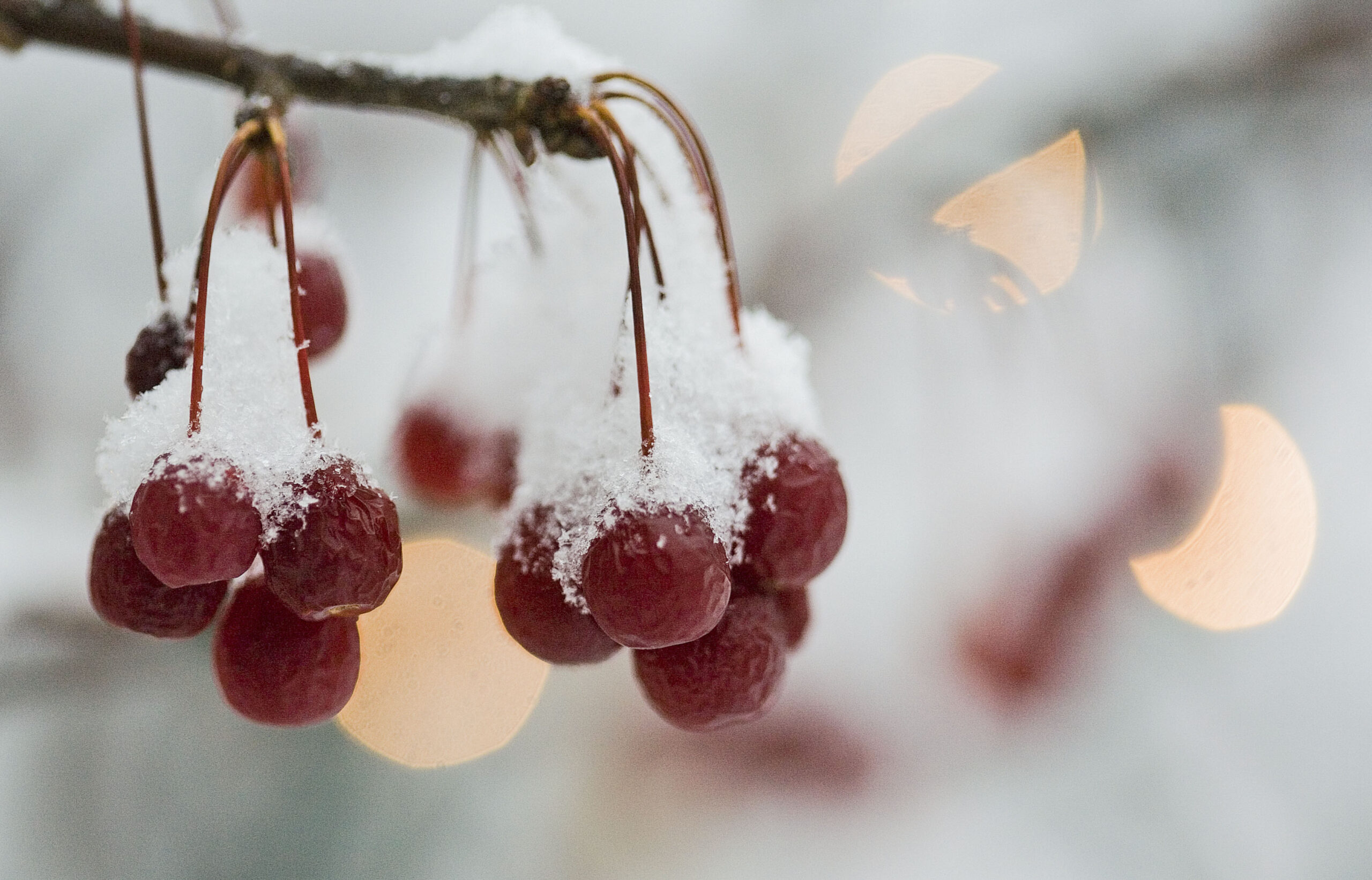 Snow covered berries