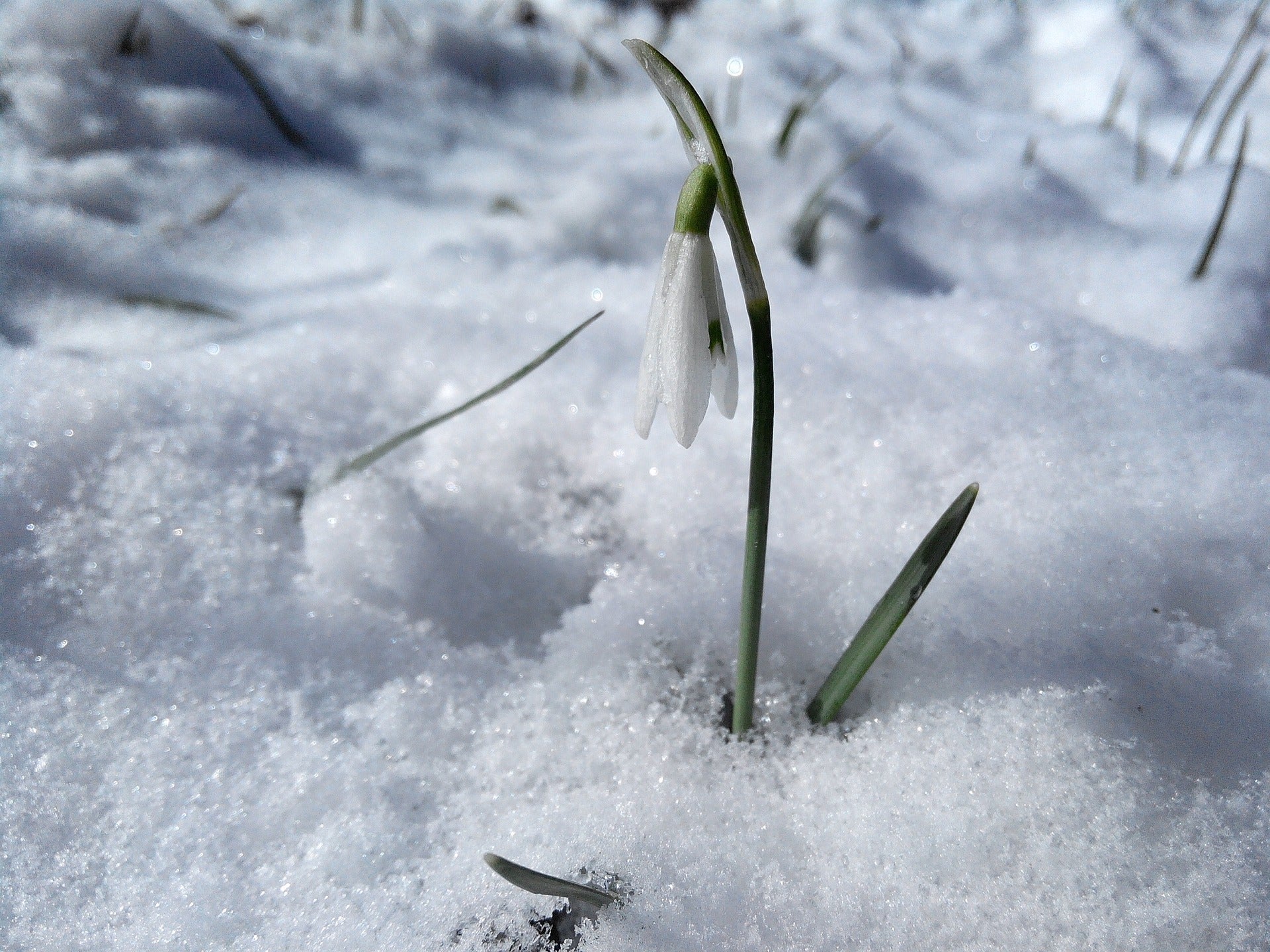 snowdrops in the snow