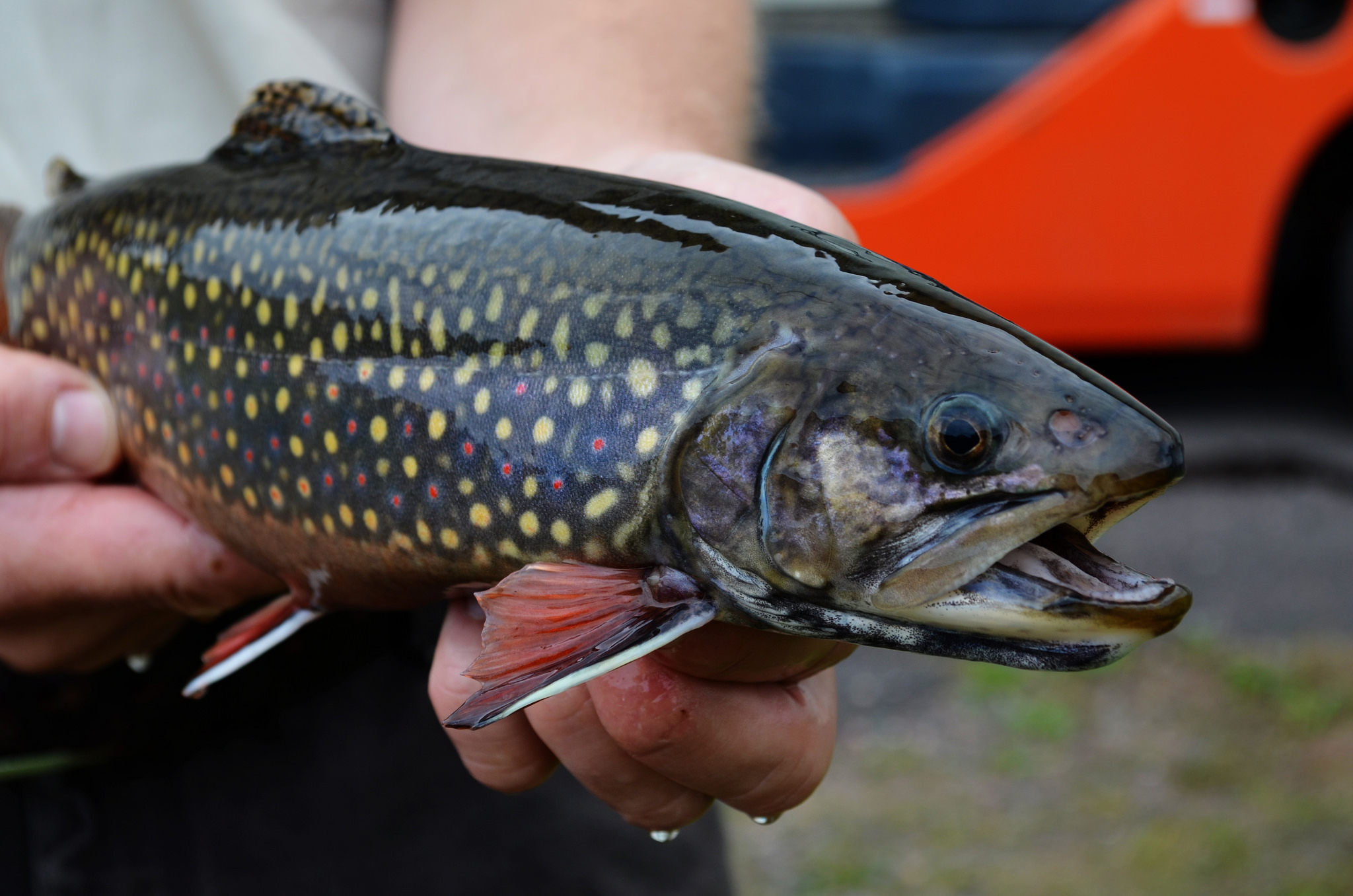 Parasite known to cause disease found for the first time in wild Wisconsin trout