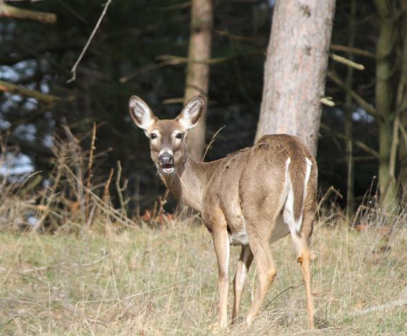 Wisconsin Conservationists Push For Double-Fencing Of Deer Farms