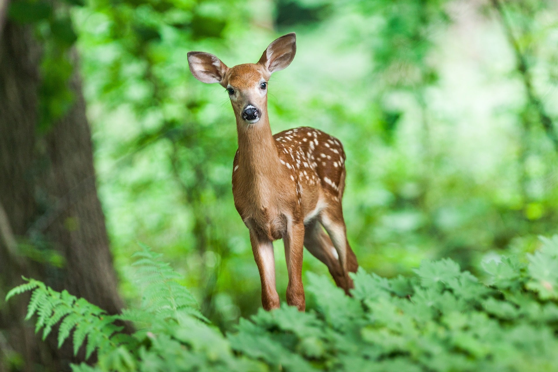 fawn in woods