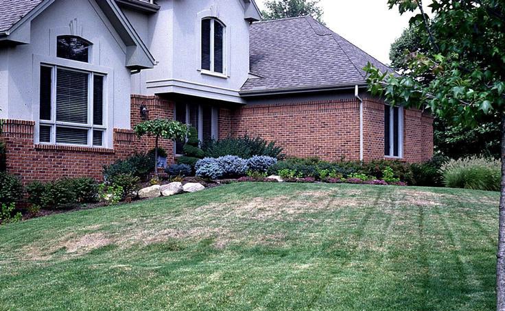 Chinch, lawn, lawn damage, brown spots