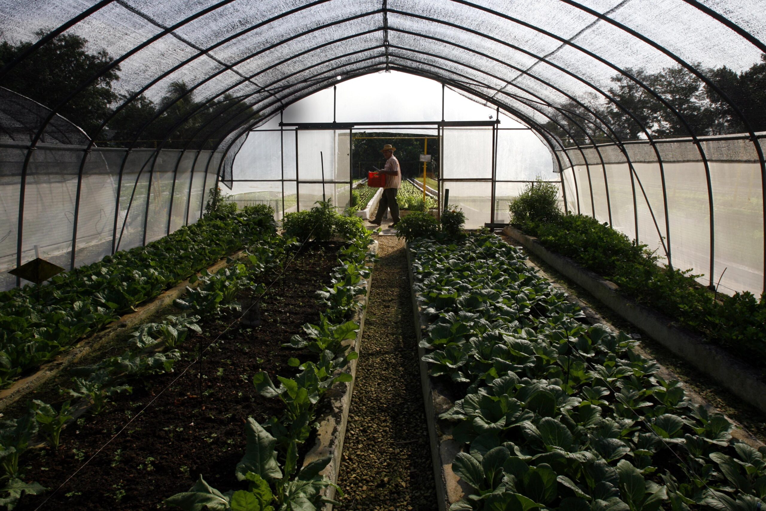 A farmer carries lettuce in a hydroponic farm