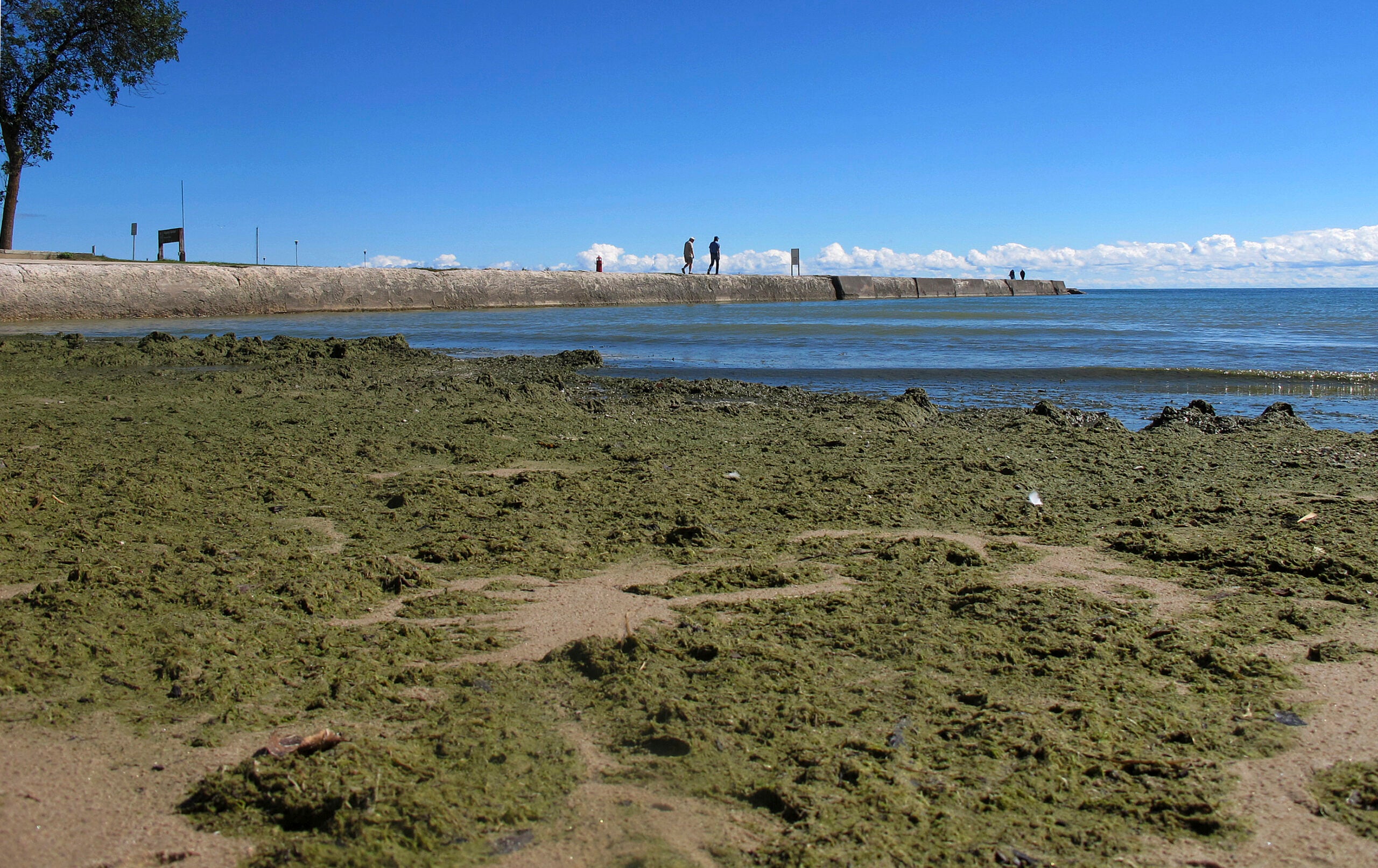 Algae coating a Lake Michigan beach