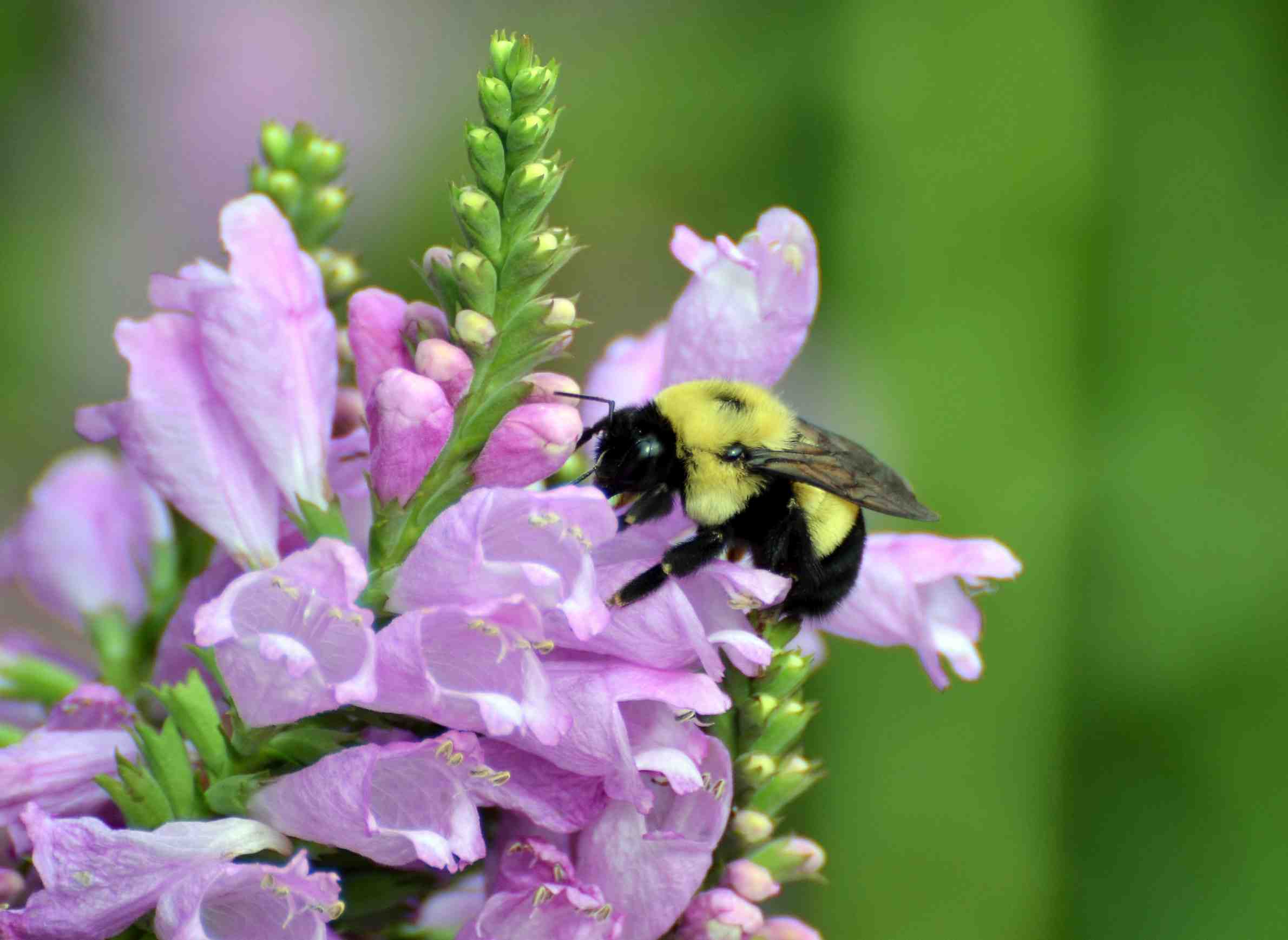 Wisconsin Bumble Bee Brigade Tracks Species, 1 Photo At A Time