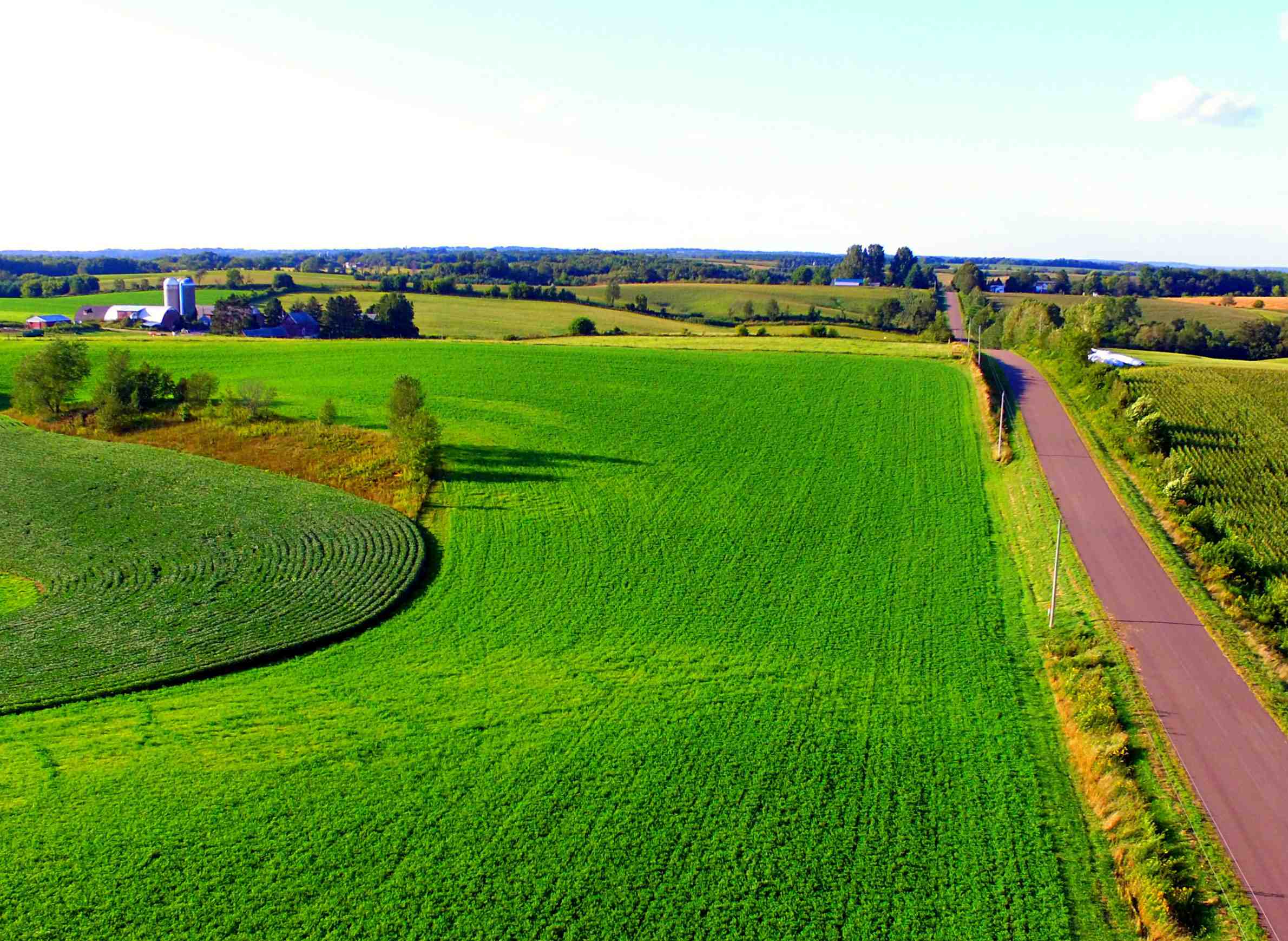 Photo wheat field