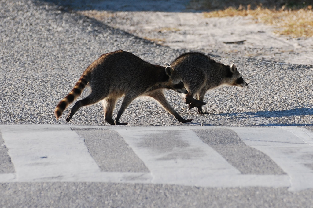 Racoons in a crosswalk