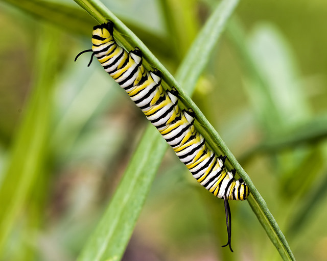 Monarch Caterpiller